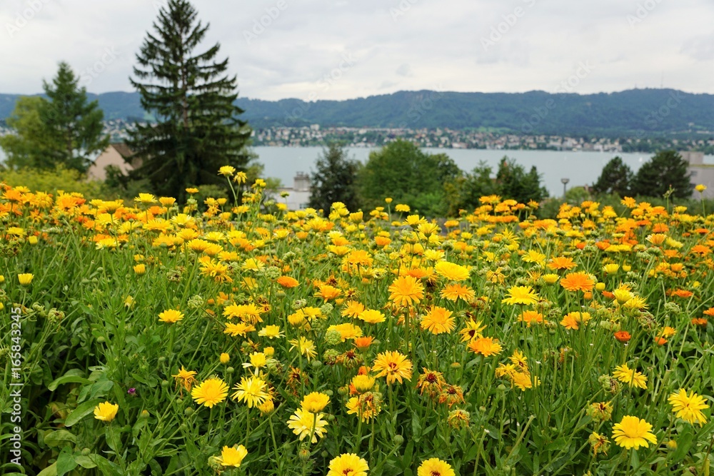 Fototapeta premium Blumenwiese in Zollikon in der Schweiz