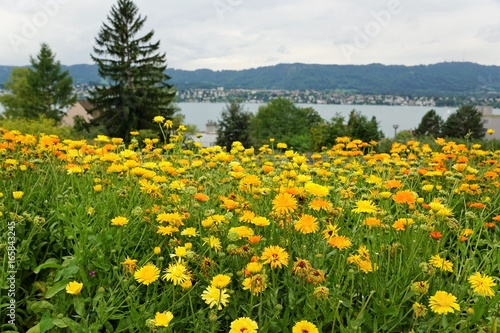 Blumenwiese in Zollikon in der Schweiz