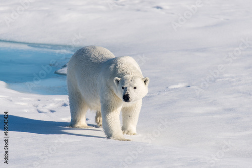 Polar bear on the pack ice