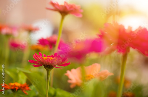 multicolor summertime garden flowers at sunset light