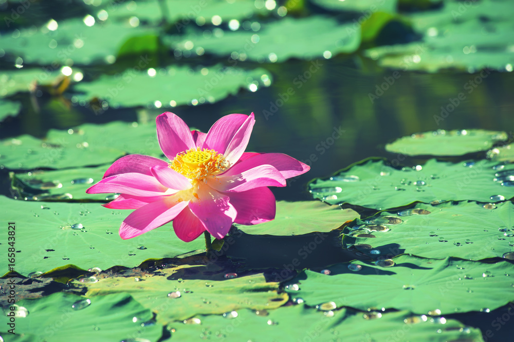 beautiful pink lotus flower blooming with droplet on green leaf in natrue pond at the morning after rain beautiful pink lotus flower blooming with droplet on green leaf in natrue pond at the morning after rain