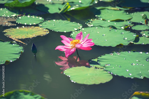 beautiful pink lotus flower blooming with droplet on green leaf in nature pond at the morning after rain © OHishi_Foto