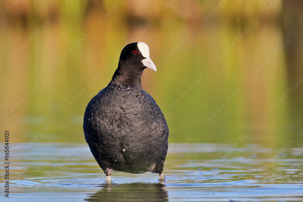 The Eurasian coot on water in warming light The Eurasian coot on water in warming light