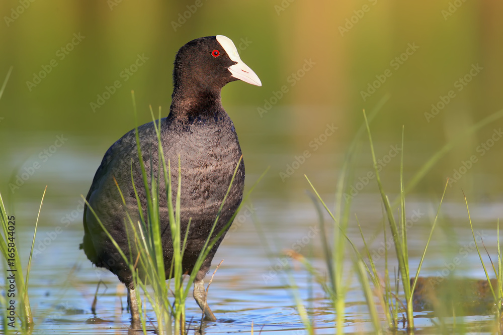 The Eurasian coot on water in warming light The Eurasian coot on water in warming light