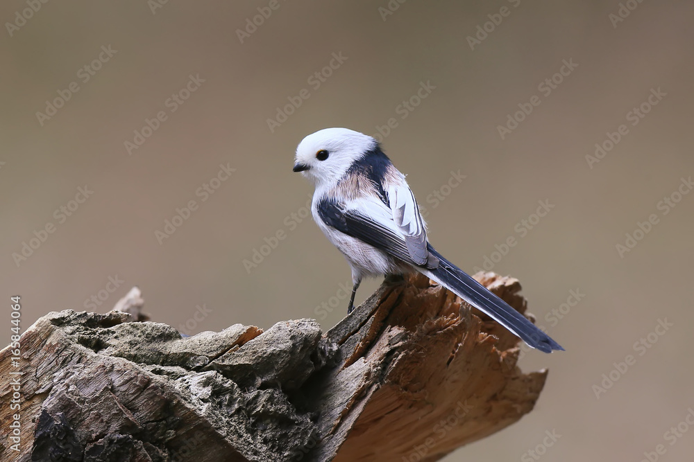 Obraz premium Long-tailed tit on stump