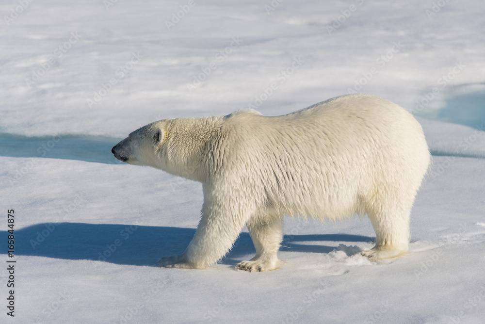 Polar bear on the pack ice Polar bear on the pack ice