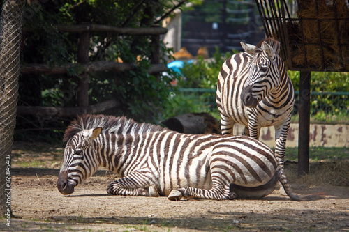 Zebra  equus quagga