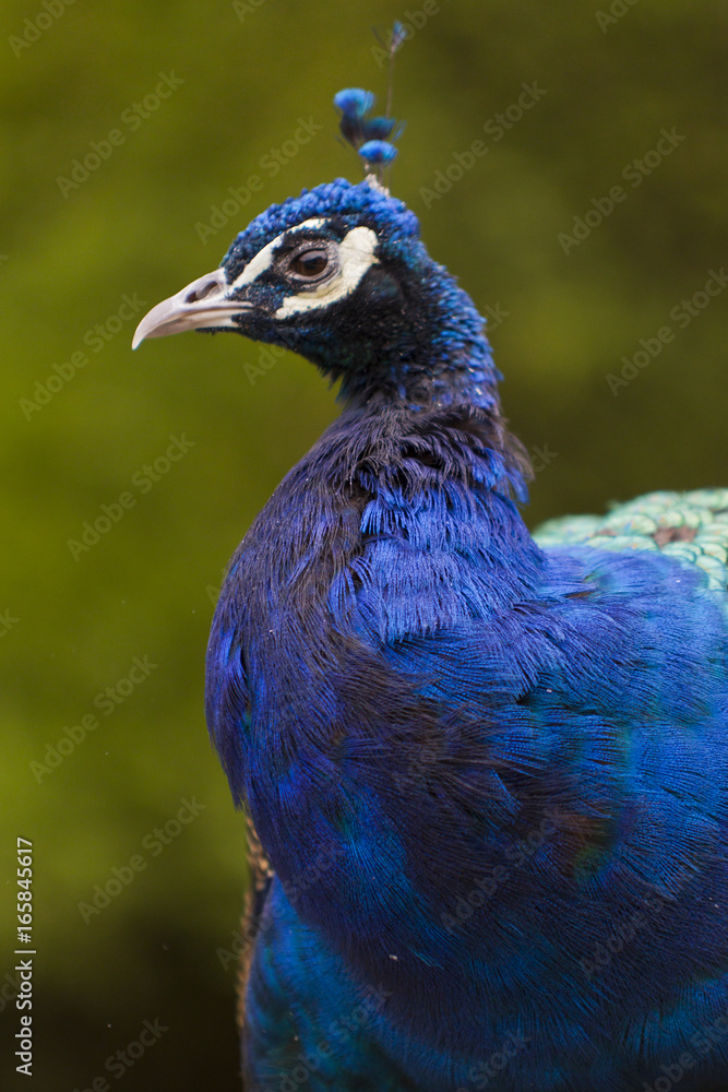 Fototapeta premium Pavo real