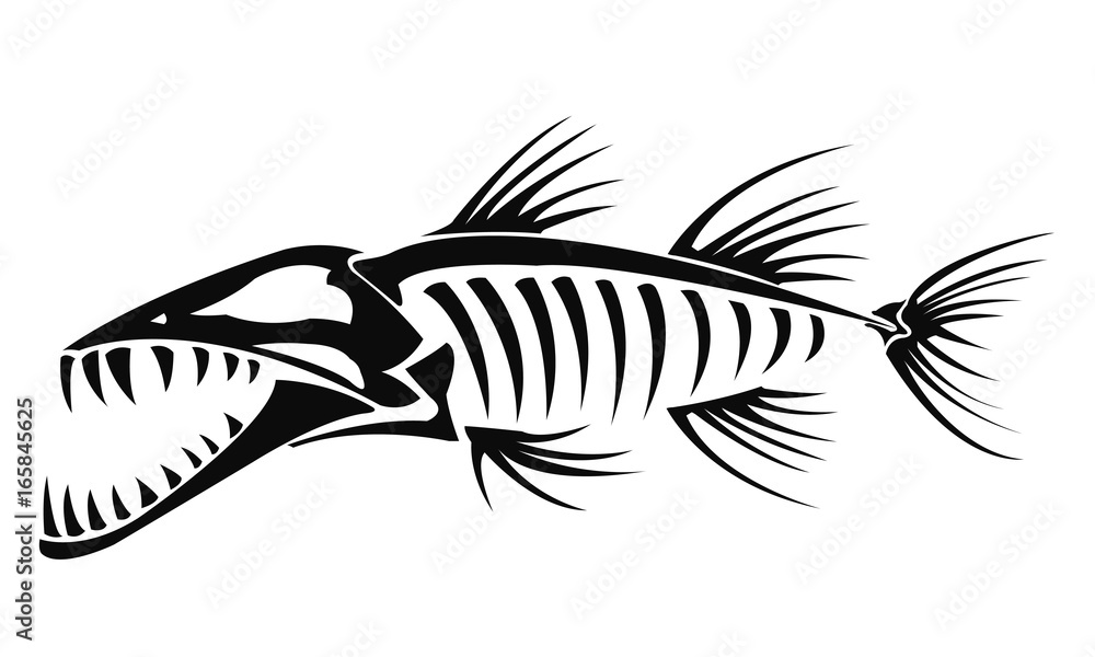Barracuda skeleton Barracuda skeleton