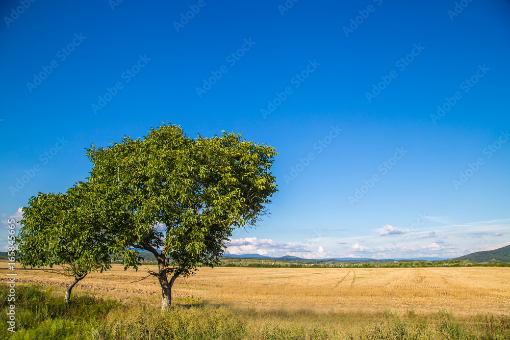 Tree on background of field and mountains. Beautiful nature Tree on background of field and mountains. Beautiful nature