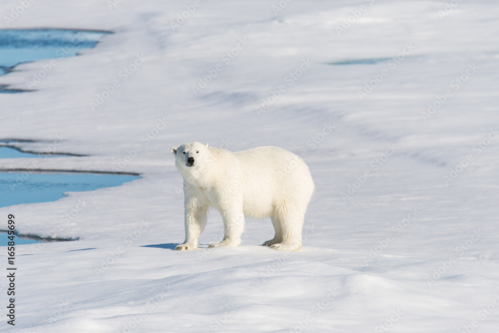 Polar bear on the pack ice Polar bear on the pack ice