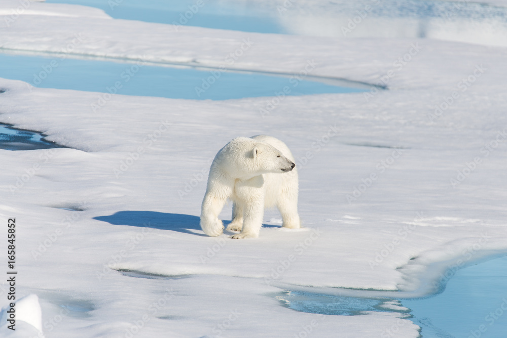 Polar bear on the pack ice