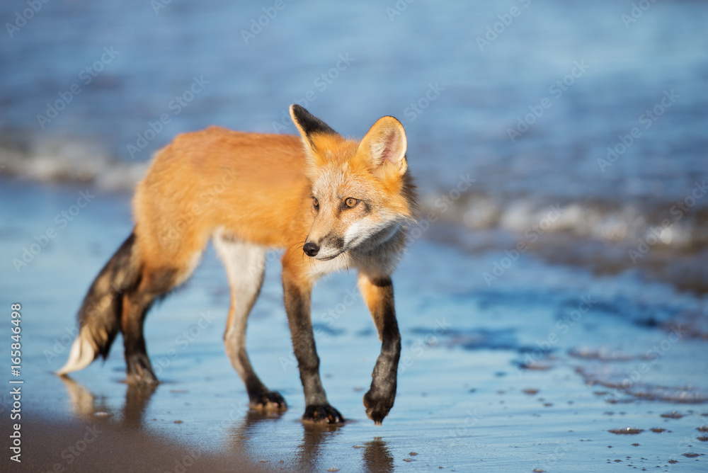 Fototapeta premium young fox walking on the beach