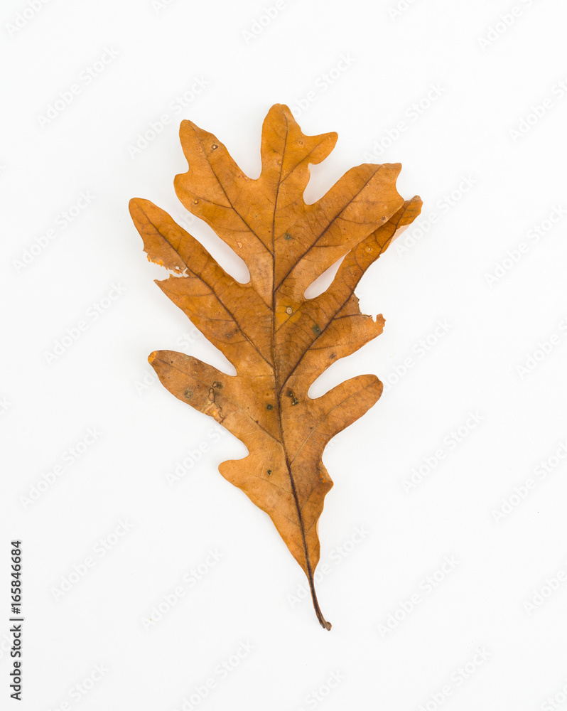 Fototapeta premium Leaf