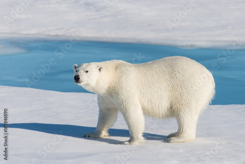 Polar bear on the pack ice © Alexey Seafarer