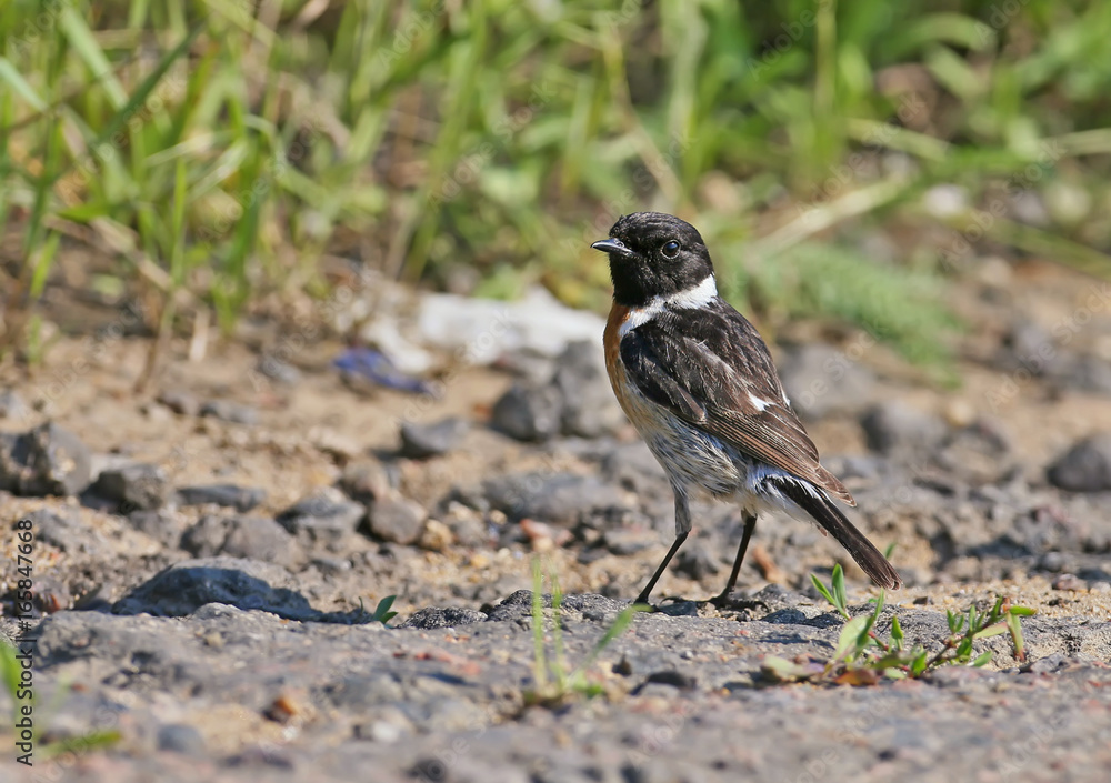 European stonechat (Saxicola rubicola) male on ground in soft morning light. European stonechat (Saxicola rubicola) male on ground in soft morning light.