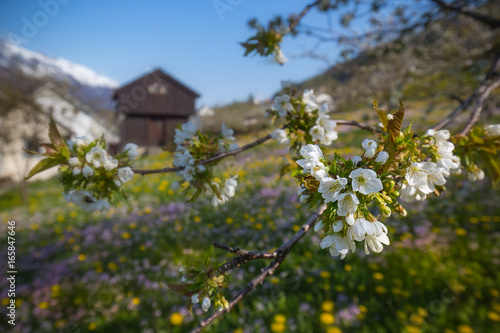 Cherry blossom branch and typical Norwegian farm building in Hardanger