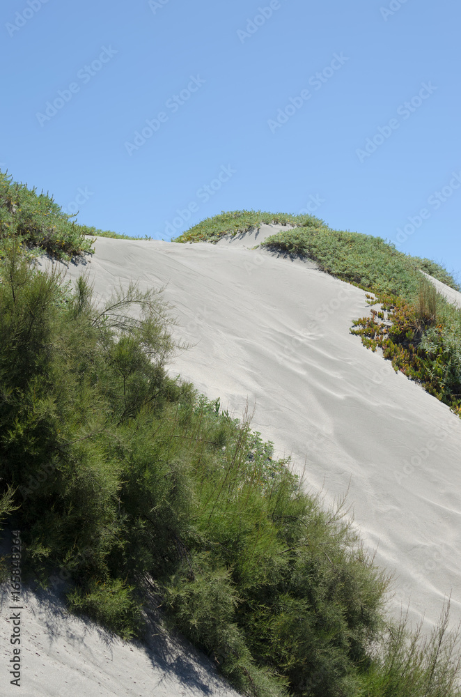 Sand dune with green vegetation