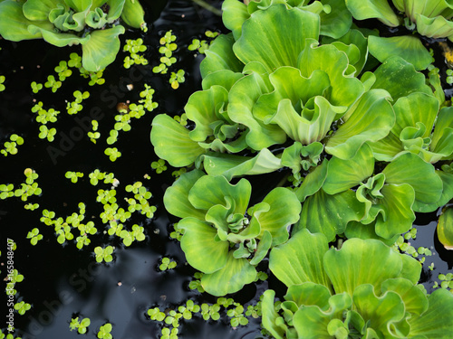 Green duckweeds water plant © geenamp