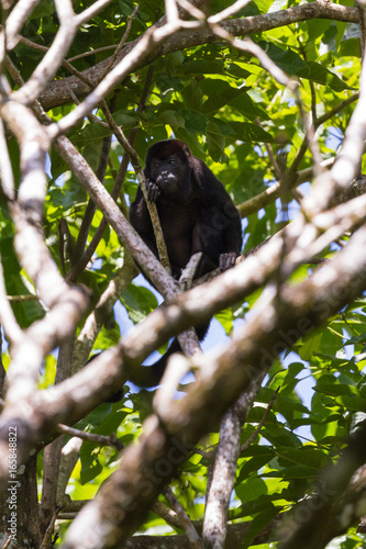 howler monkey in the trees