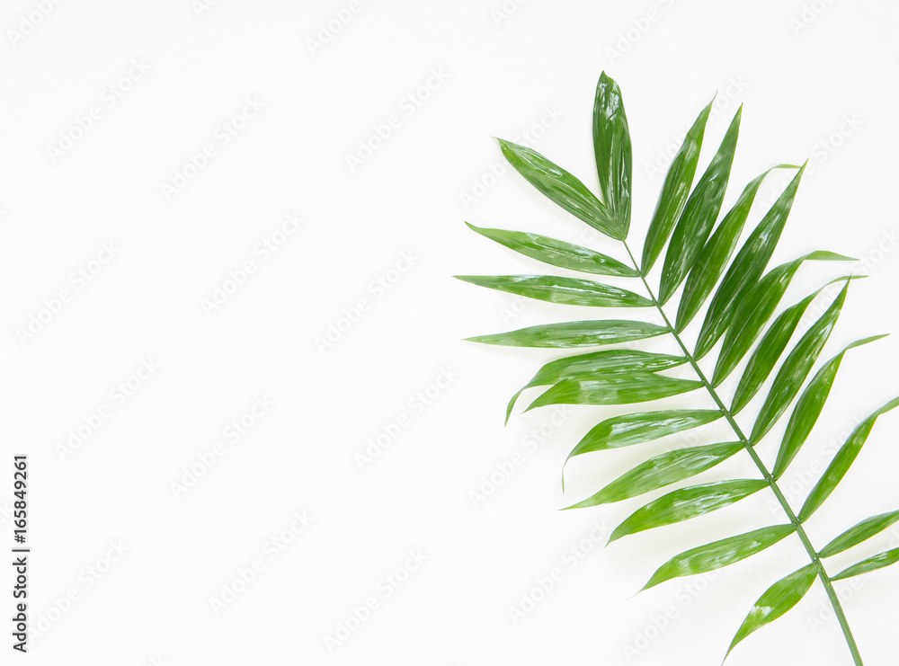 Tropical palm leaf. Flat lay, top view. Tropical palm leaf. Flat lay, top view.