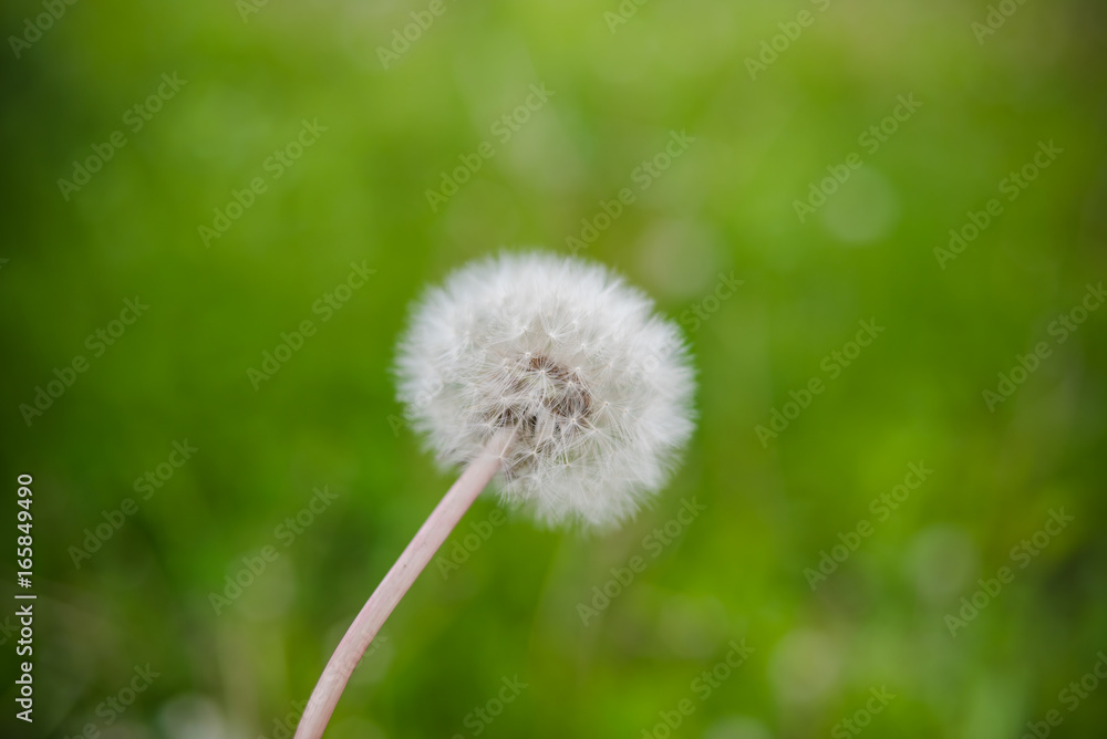 Dandelions Dandelions
