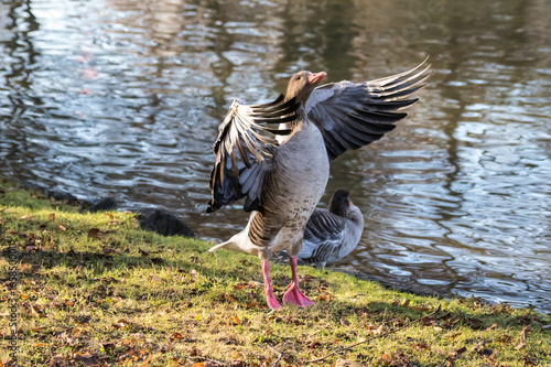 Graugans putzt sich photo