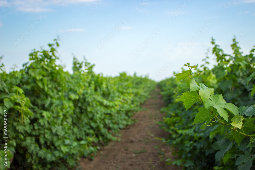 Green grape twig and leaves on vine frame background. Young grape leaves and curls on vine in the vineyard summer background.