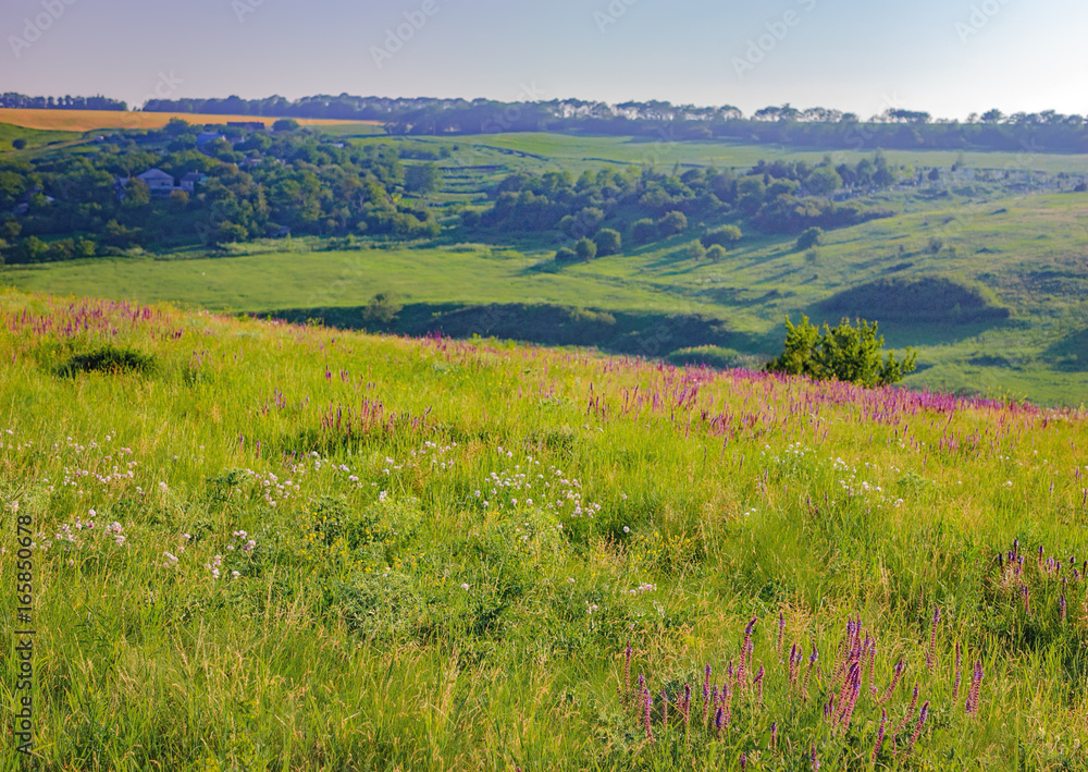 Summer landscape in Ukraine. Rolling green hills with lilac wild flowers near village in morning light, forest on the horizon. Natural Photography