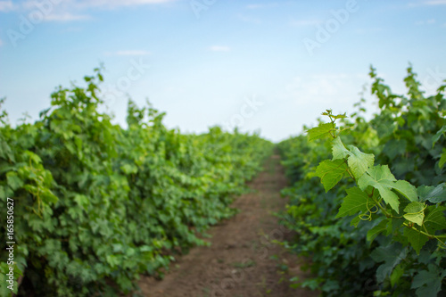 Green grape twig and leaves on vine frame background. Young grape leaves and curls on vine in the vineyard summer background.