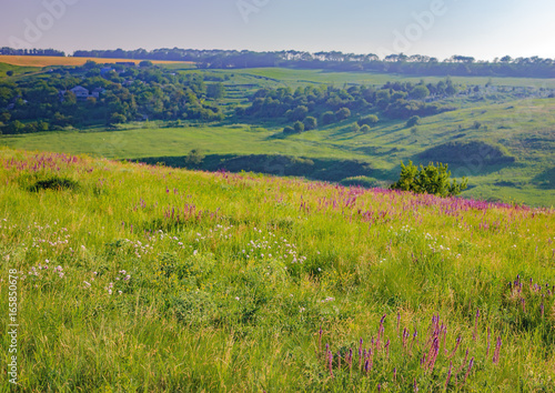 Summer landscape in Ukraine. Rolling green hills with lilac wild flowers near village in morning light, forest on the horizon. Natural Photography © sonatalitravel