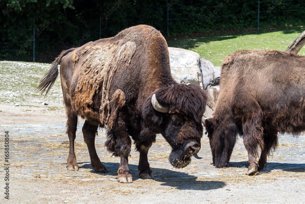 Waldbison - Bison bison athabascae Waldbison - Bison bison athabascae