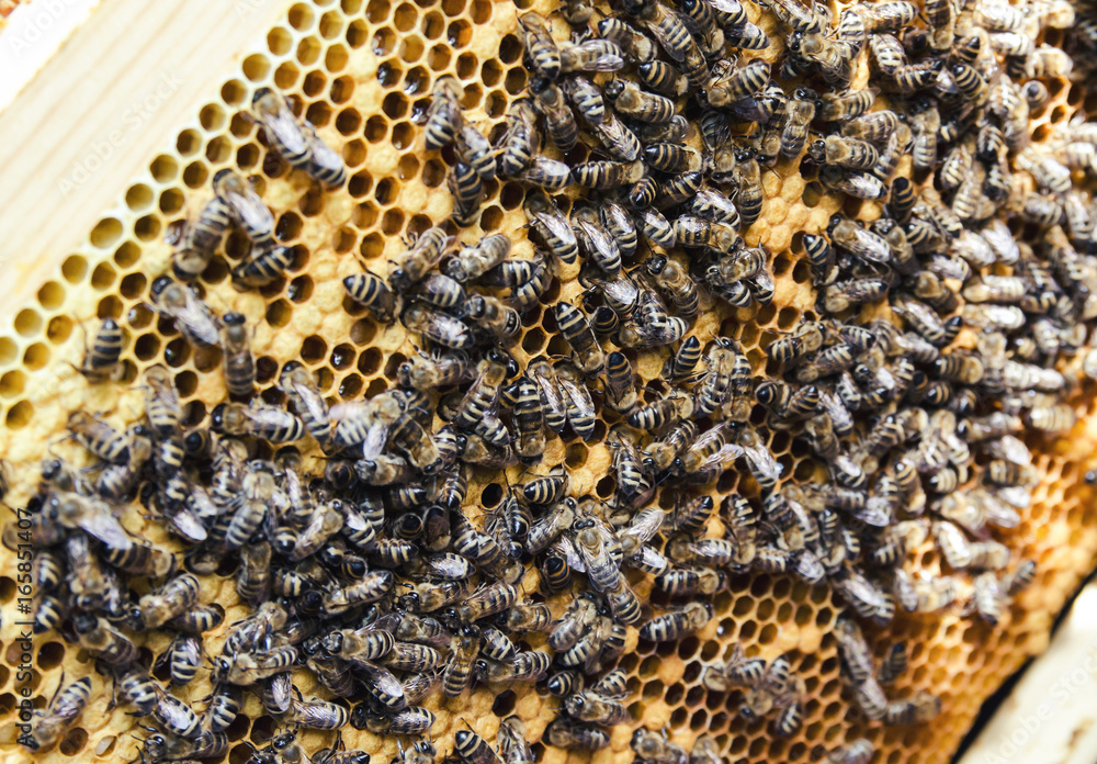 Bees on a honeycombs frame Bees on a honeycombs frame
