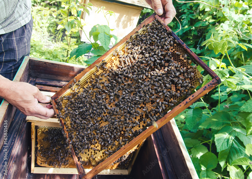 Bees on a honeycombs Bees on a honeycombs