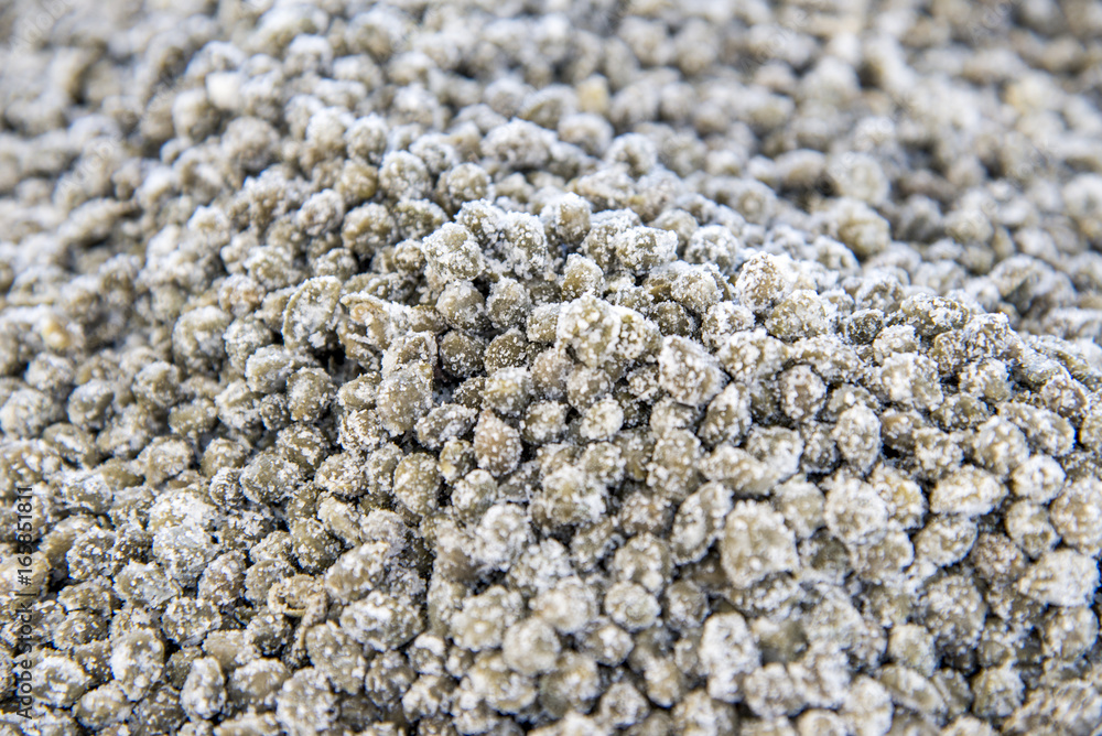 Salted capers Salted capers