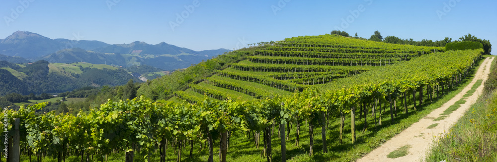 Vineyard and road, Getaria in Basque Country, Spain