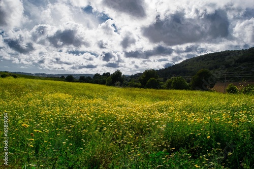 Field of yellow chamomile  mountains in the background  Spain