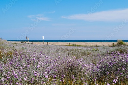 Empty sandy beach with flowers in Castelldefels near Barcelona  Spain