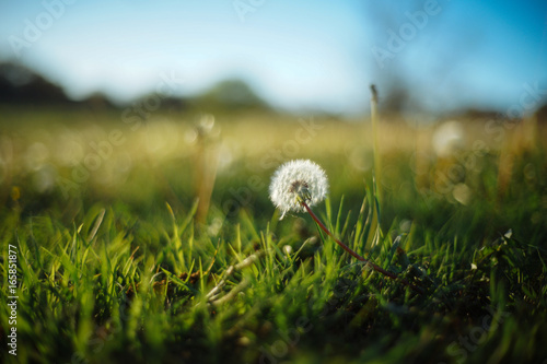 Fototapeta Naklejka Na Ścianę i Meble -  Одуванчик среди травы на фоне голубого неба в солнечный весенний день