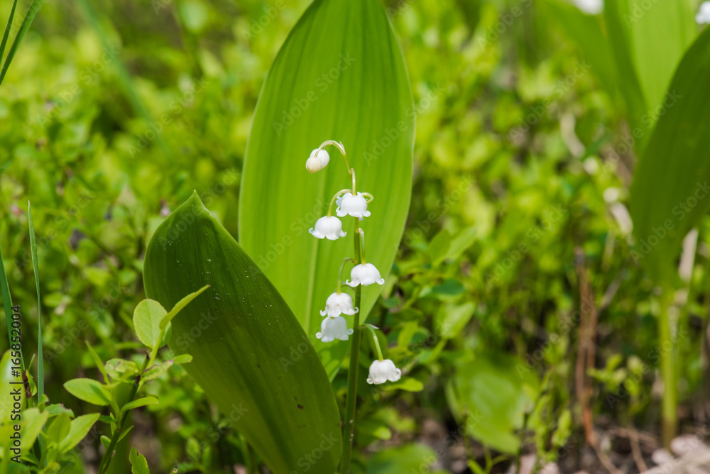 Obraz premium Vegetation in the forest
