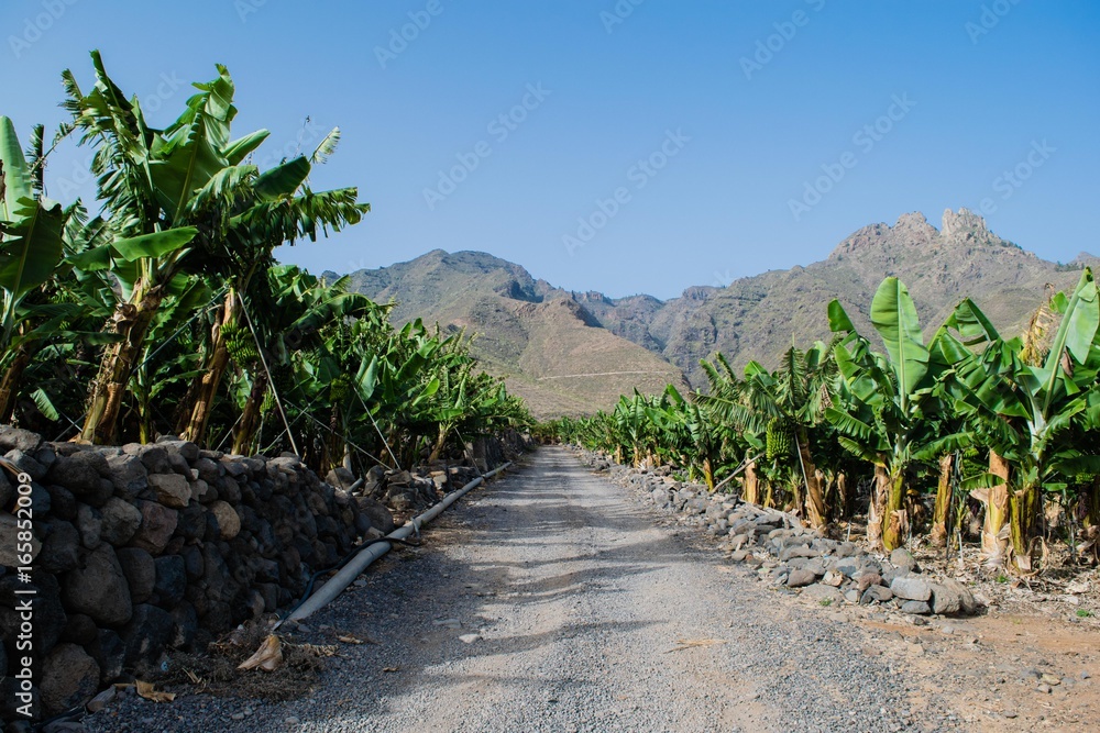 Banana plantation in the mountains, Tenerife, canary islands, Spain Banana plantation in the mountains, Tenerife, canary islands, Spain