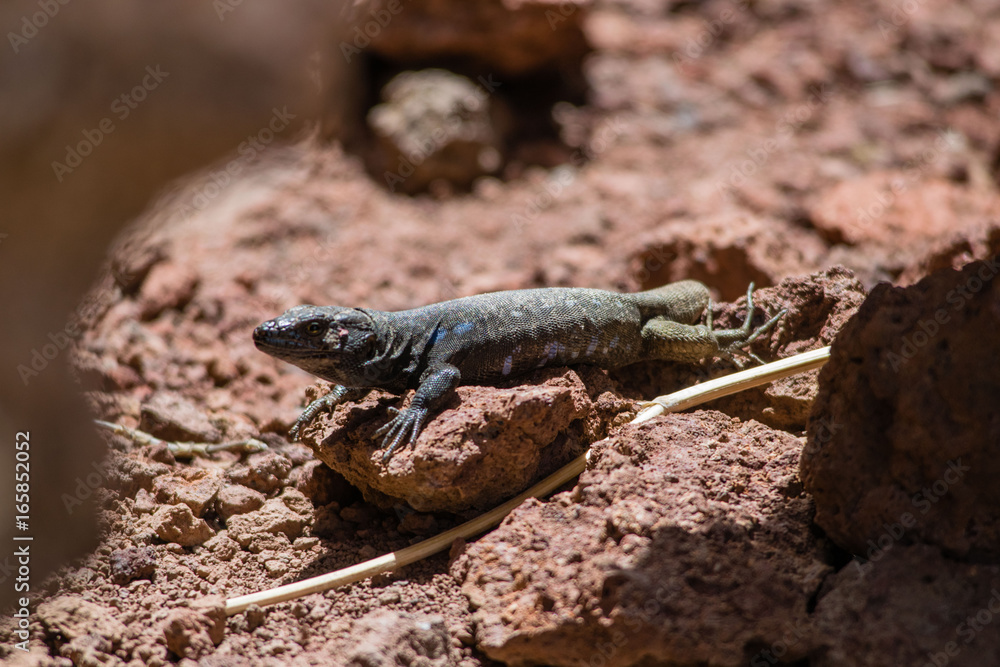 Fototapeta premium A lizard enjoying the sun on a rock in Tenerife, Canary islands, Spain
