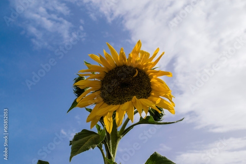 One sunflower in Spain, blue sky in background photo