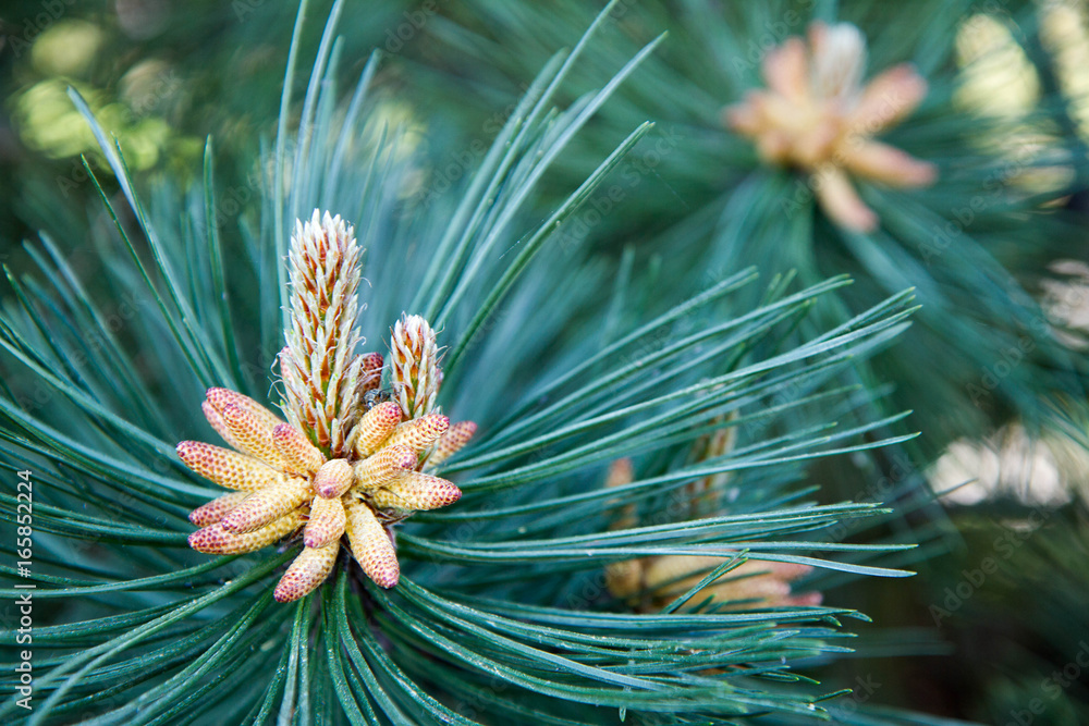 Pinus nigra (black pine) with the male pollen producing strobili visible Pinus nigra (black pine) with the male pollen producing strobili visible