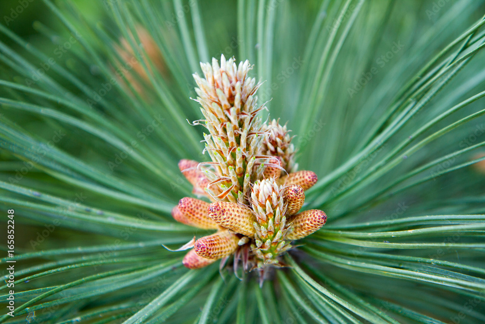Pinus nigra (black pine) with the male pollen producing strobili visible Pinus nigra (black pine) with the male pollen producing strobili visible