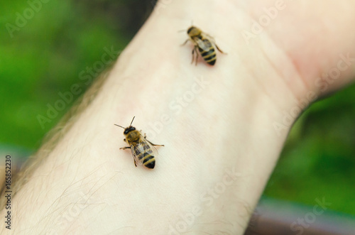 Bees on hand, green background.