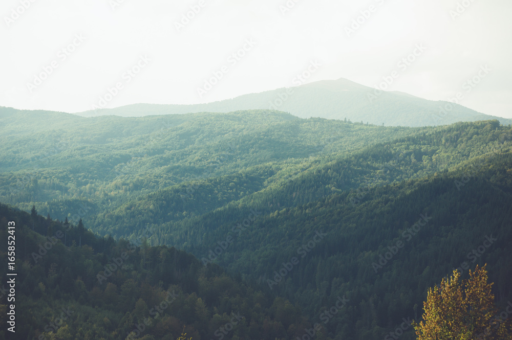 Fototapeta premium Vegetation in the forest