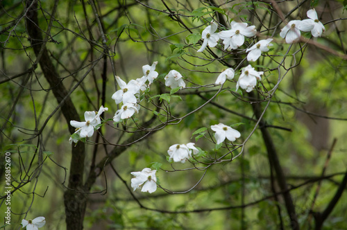 Blossoming dogwood tree