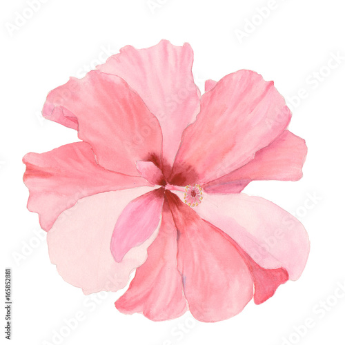 Watercolor red hibiscus. Hand painted exotic floral illustration with leaves isolated on white background. Tropic flower for design, print and fabric