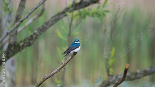 Tiny blue bird, common house martin in a marsh